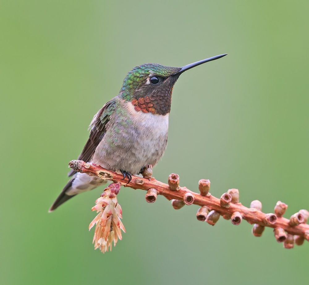 Колибри - Hummingbird