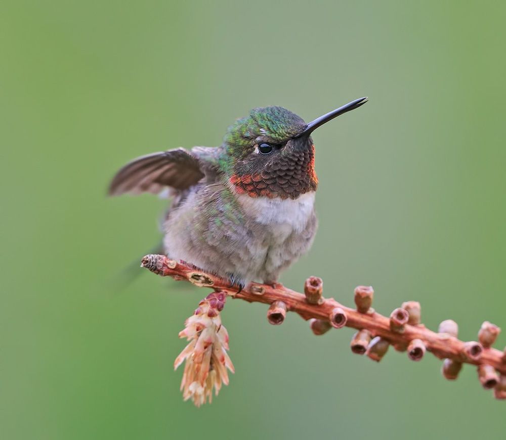 Колибри - Hummingbird