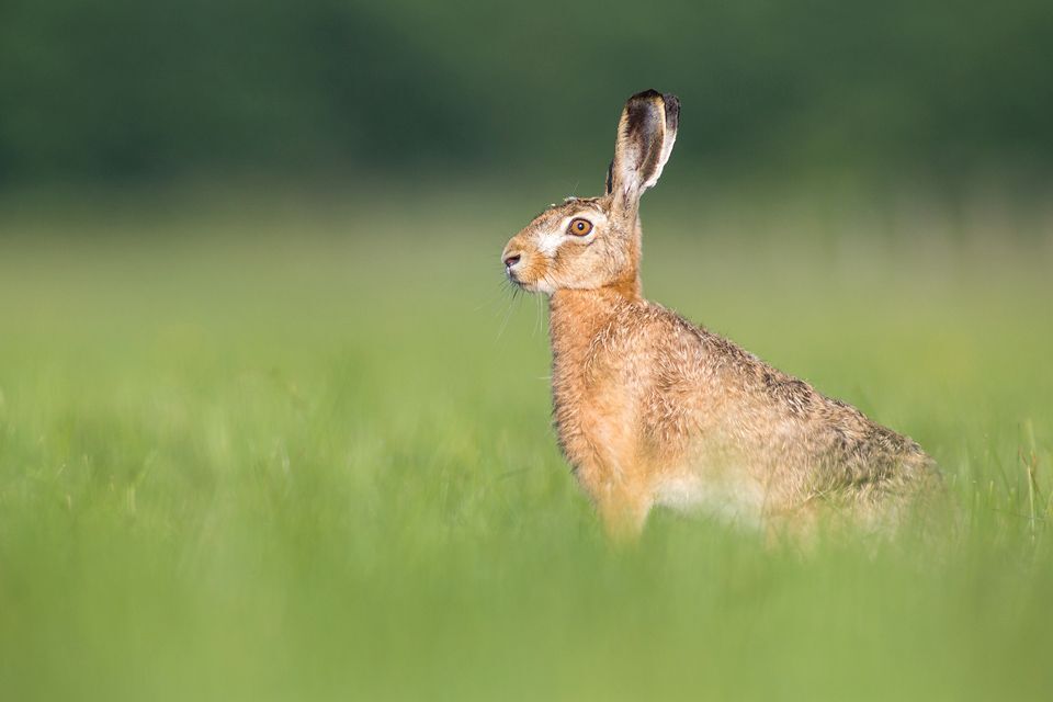 Hare