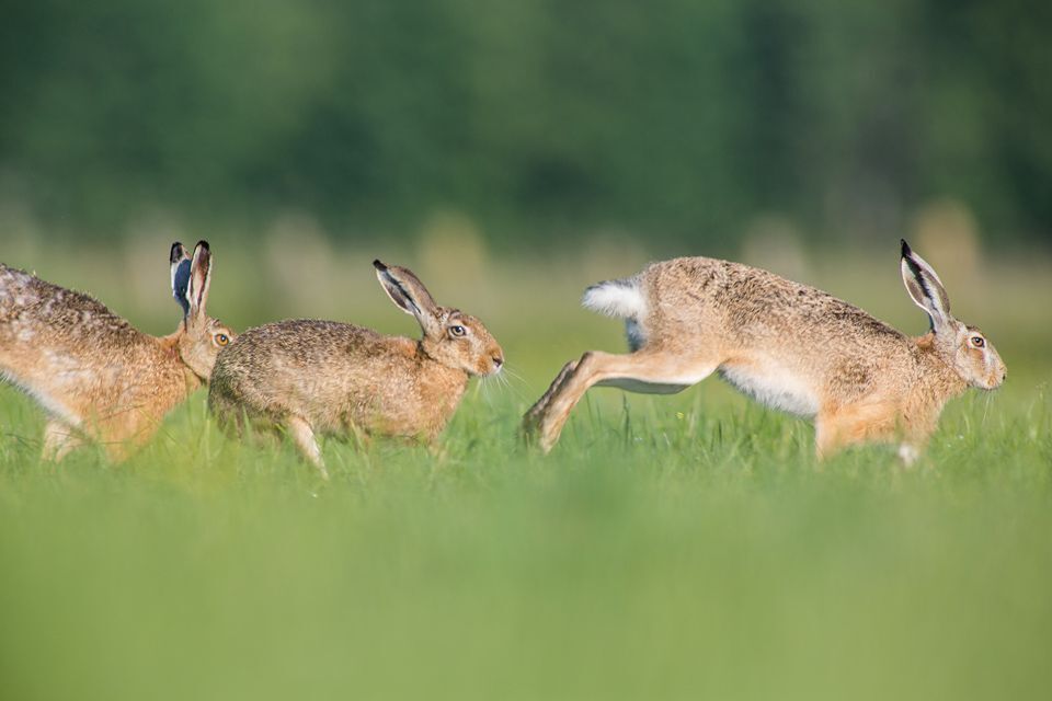 Hare