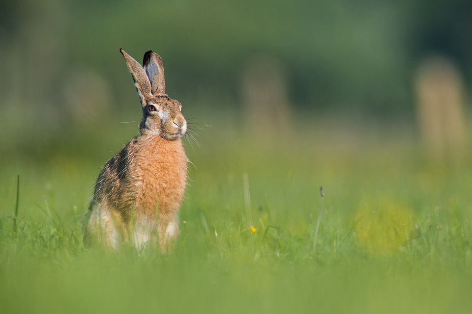 Hare