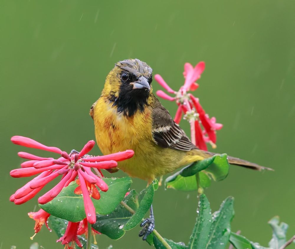 Oriole. Цветной трупиал или Иволга
