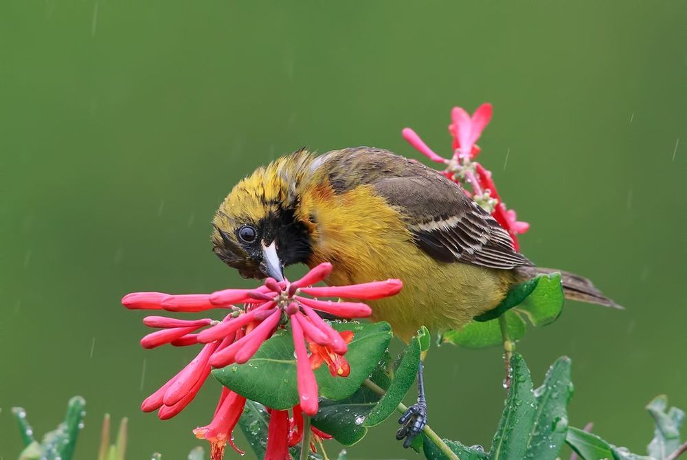Oriole. Цветной трупиал или Иволга