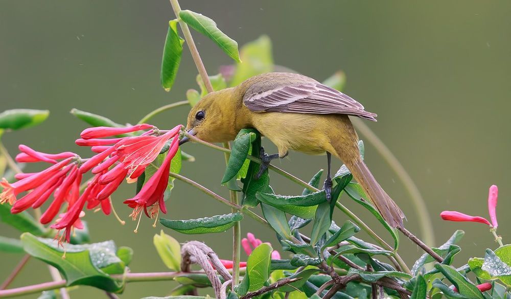 Oriole. Цветной трупиал или Иволга