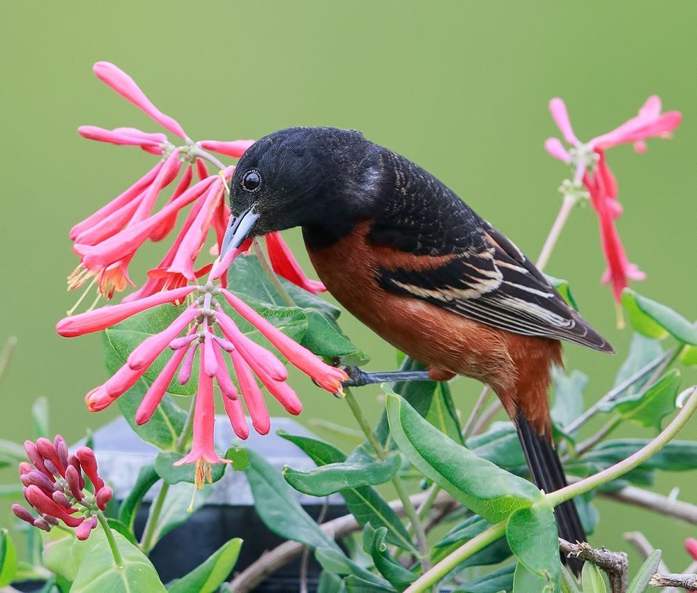 Orchard Oriole. Садовый цветной трупиал или Иволга - птица семейства трупиаловых. 16 см в длину и весит 20 г.