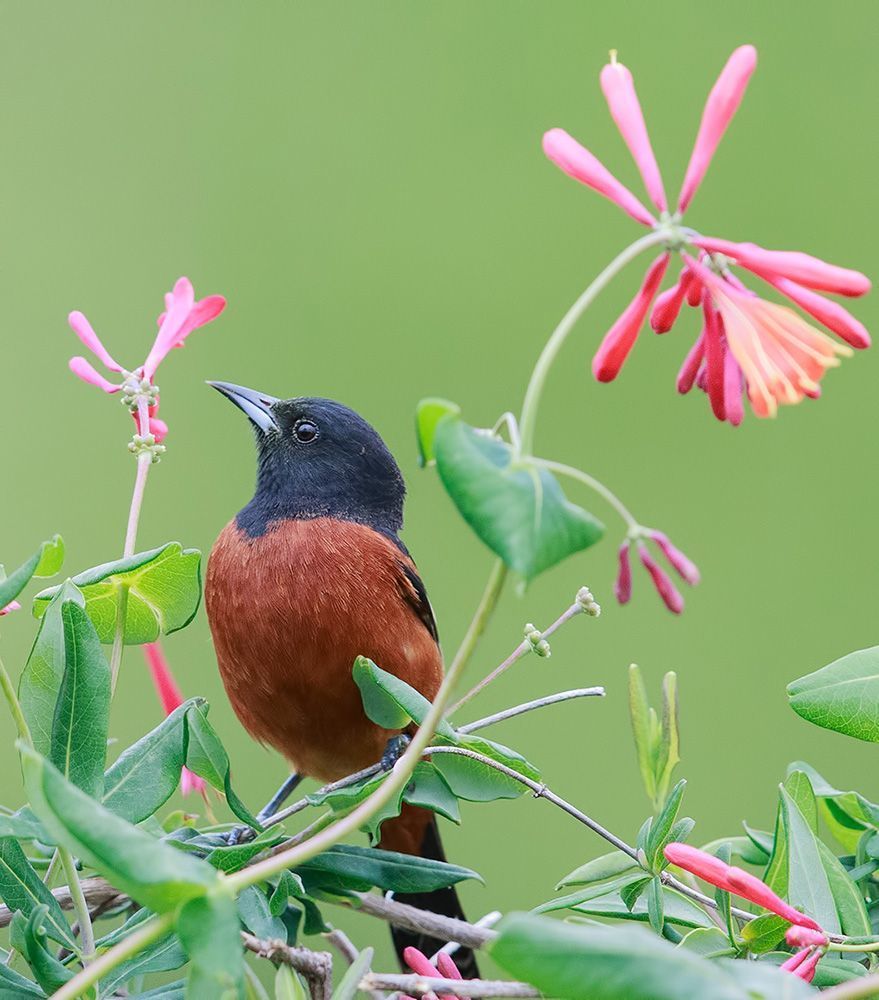 Oriole. Цветной трупиал или Иволга