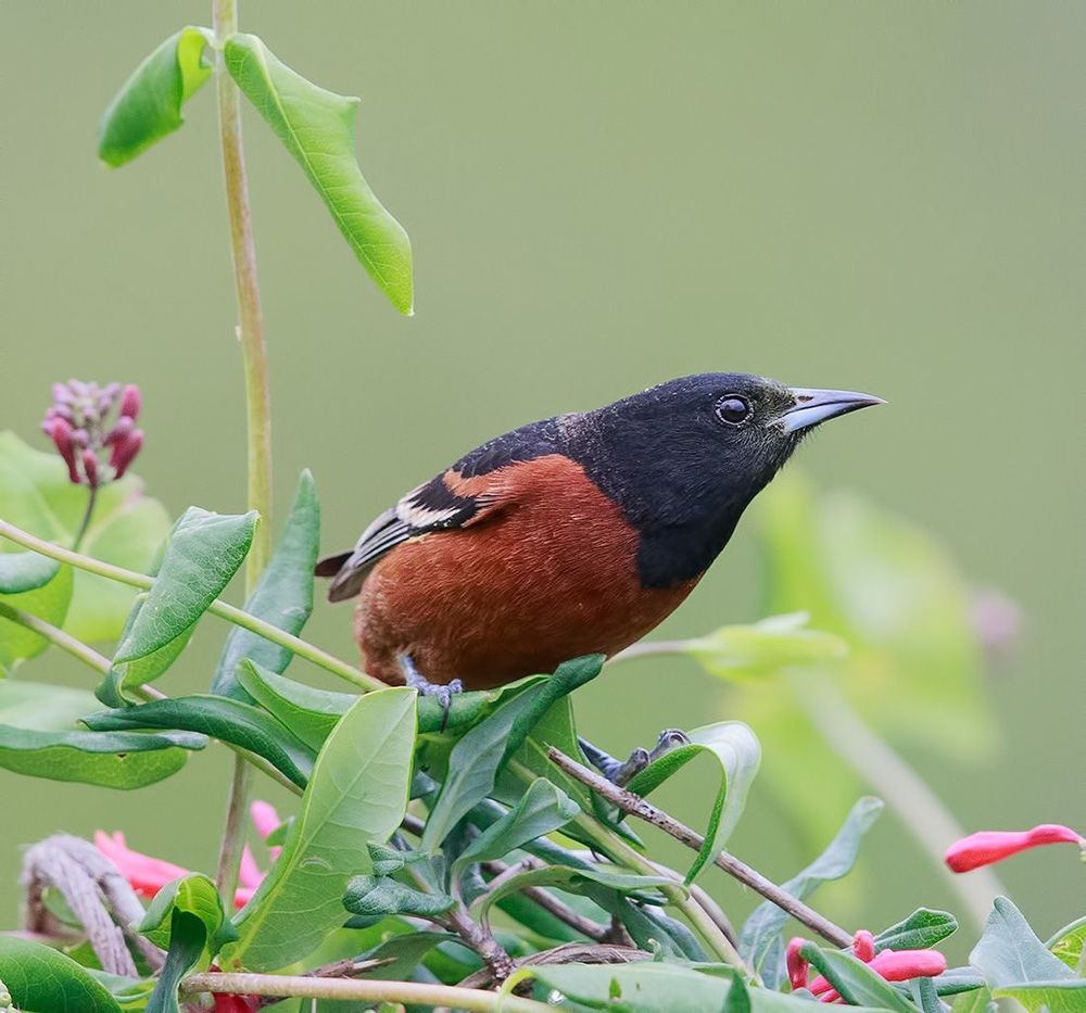 Oriole. Цветной трупиал или Иволга