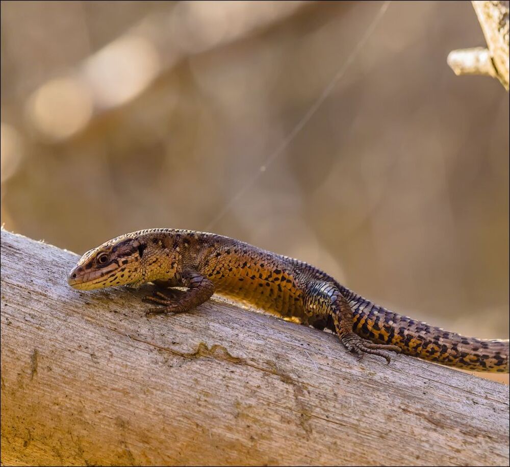 Дракоши))