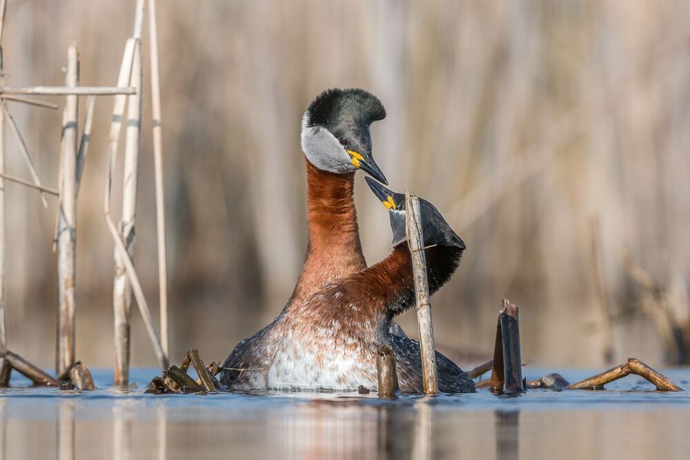 Red-necked Grebe