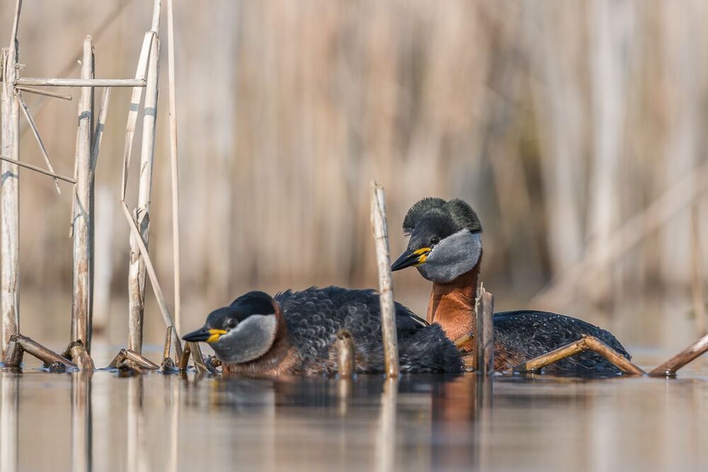 Red-necked Grebe
