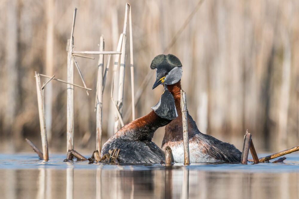 Red-necked Grebe