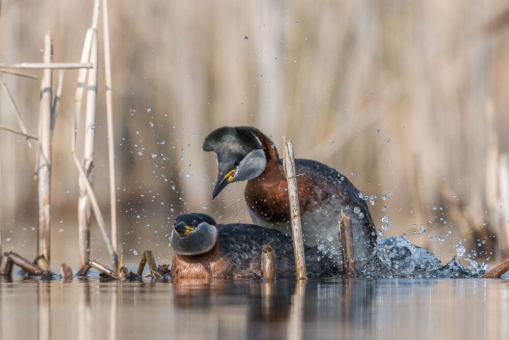 Red-necked Grebe