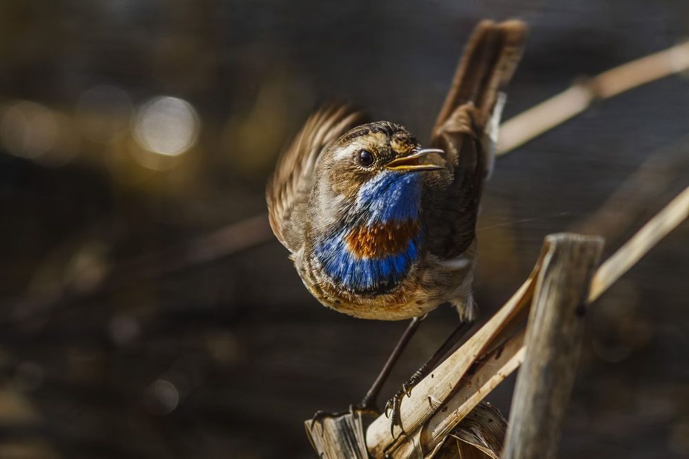 Bluethroat.