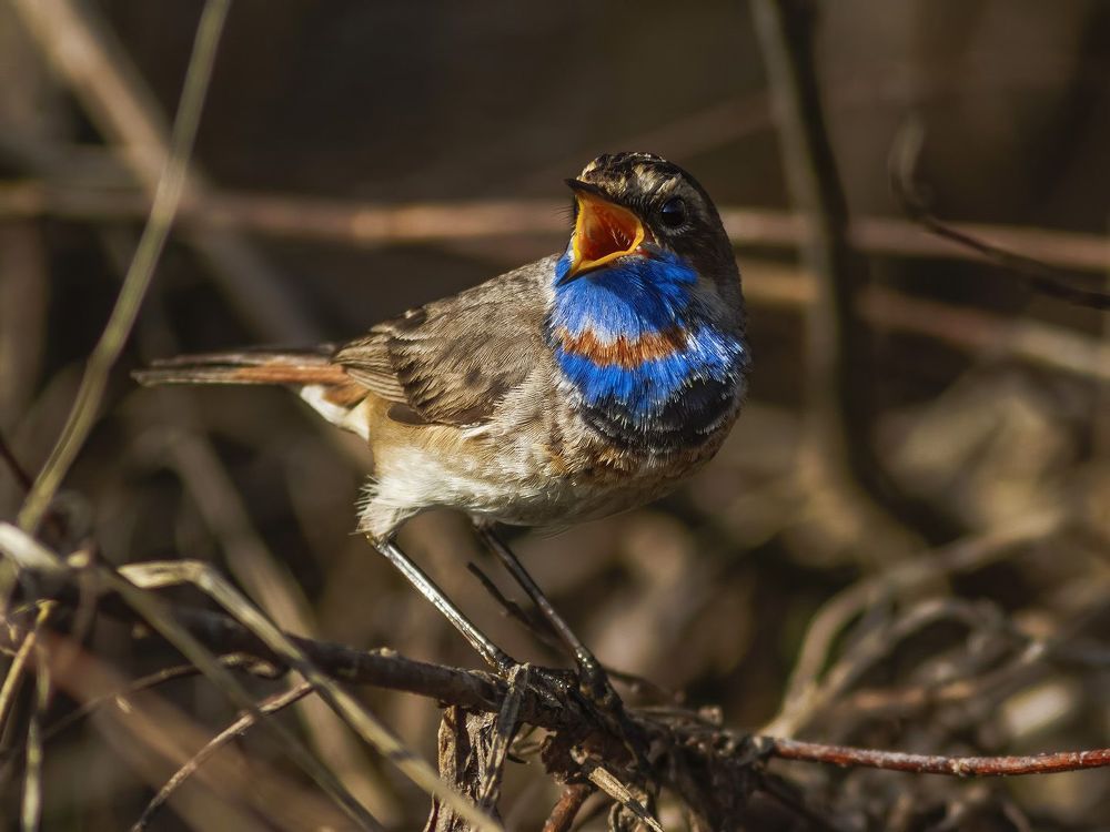 Bluethroat.