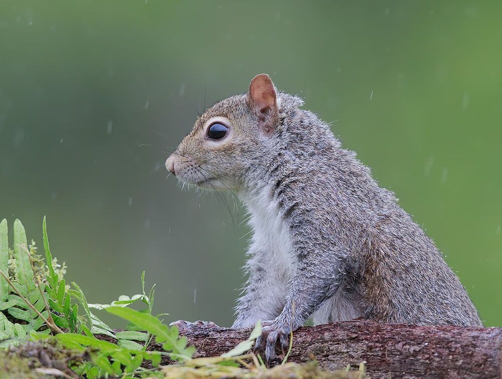 Gray squirrel - Каролинская белка  и Лисья белка - Fox Squirrel
