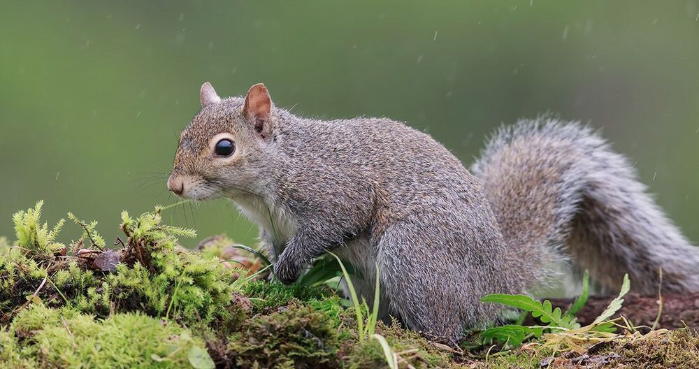 Gray squirrel - Каролинская белка  и Лисья белка - Fox Squirrel
