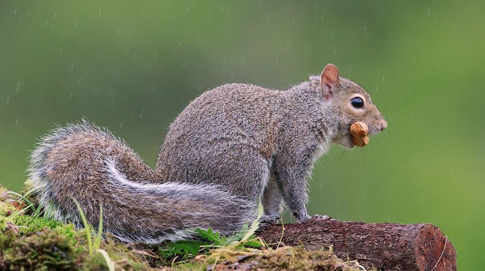 Gray squirrel - Каролинская белка  и Лисья белка - Fox Squirrel