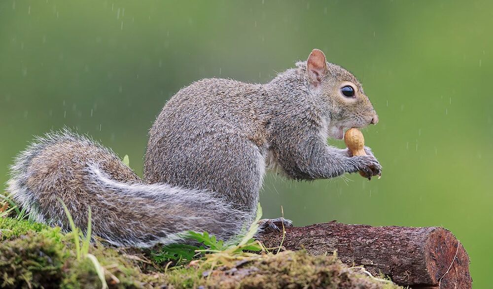 Gray squirrel - Каролинская белка  и Лисья белка - Fox Squirrel