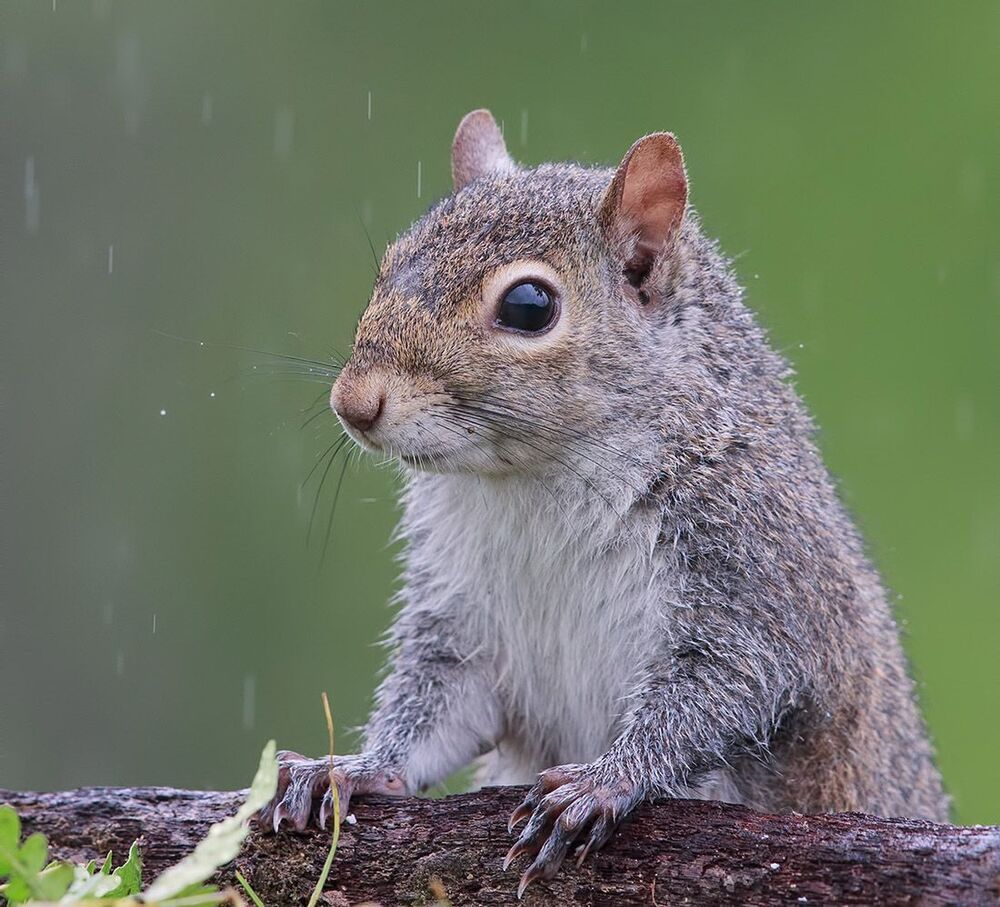 Gray squirrel - Каролинская белка  и Лисья белка - Fox Squirrel