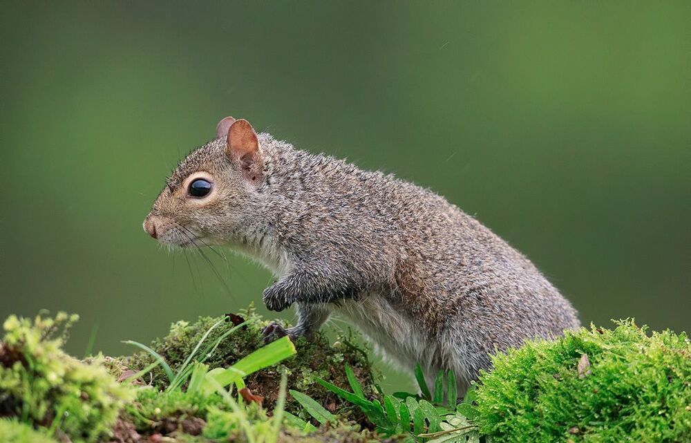 Gray squirrel - Каролинская белка  и Лисья белка - Fox Squirrel