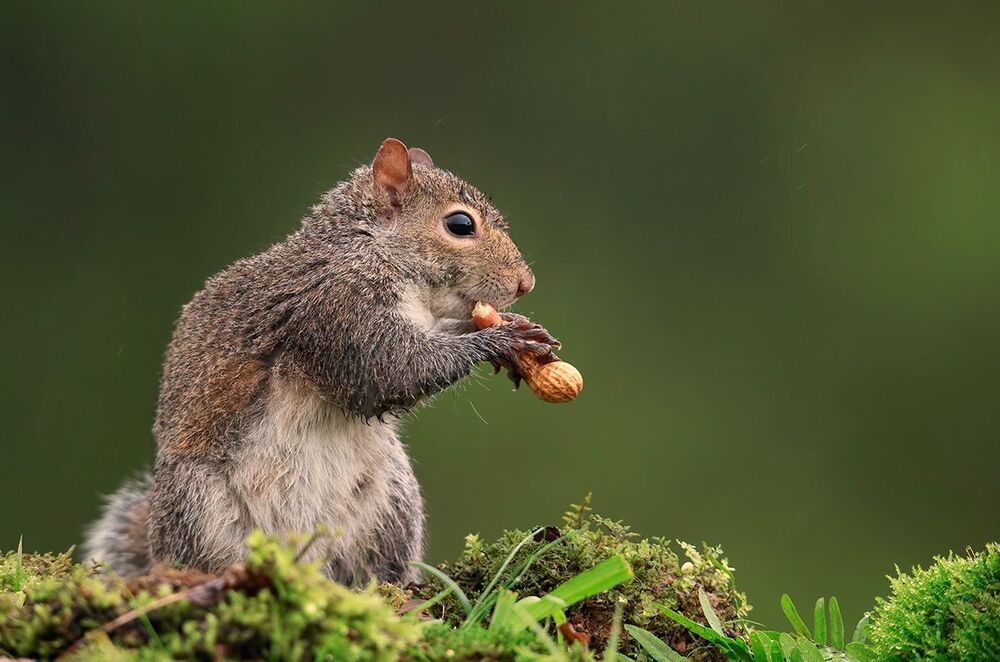 Gray squirrel - Каролинская белка  и Лисья белка - Fox Squirrel