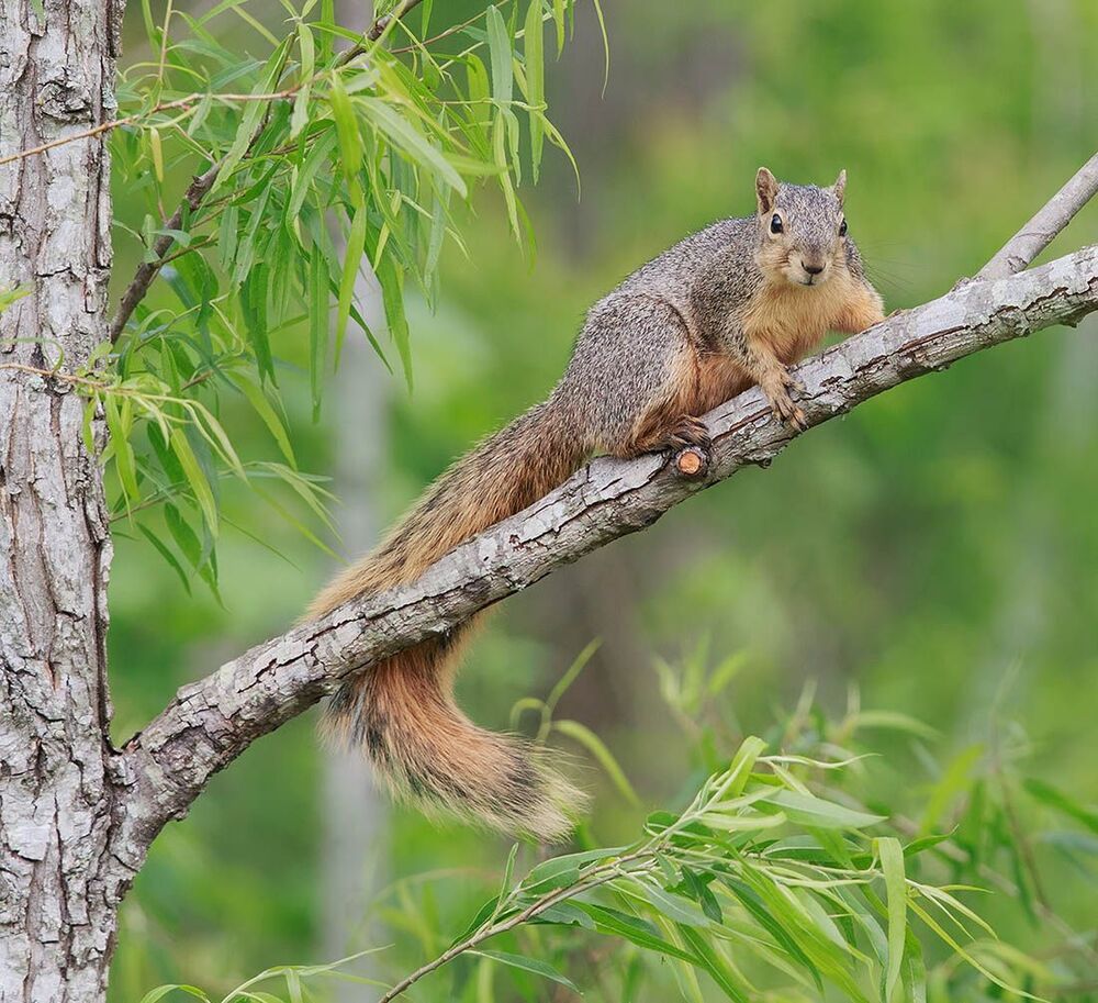 Gray squirrel - Каролинская белка  и Лисья белка - Fox Squirrel