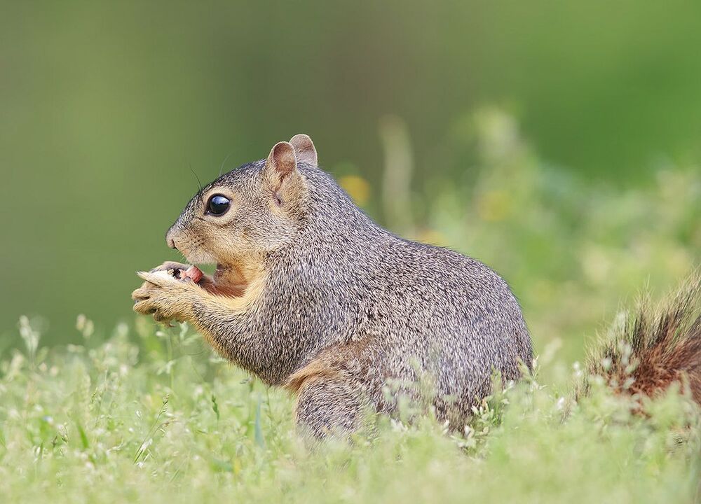 Gray squirrel - Каролинская белка  и Лисья белка - Fox Squirrel