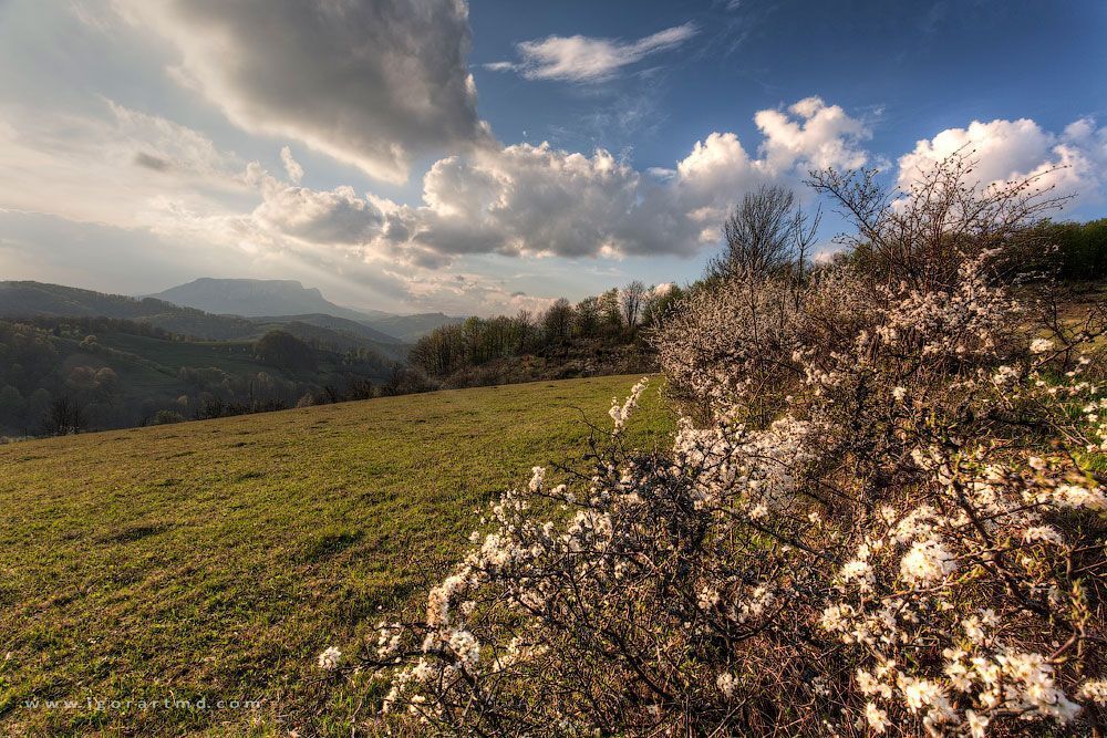 Carpatian spring