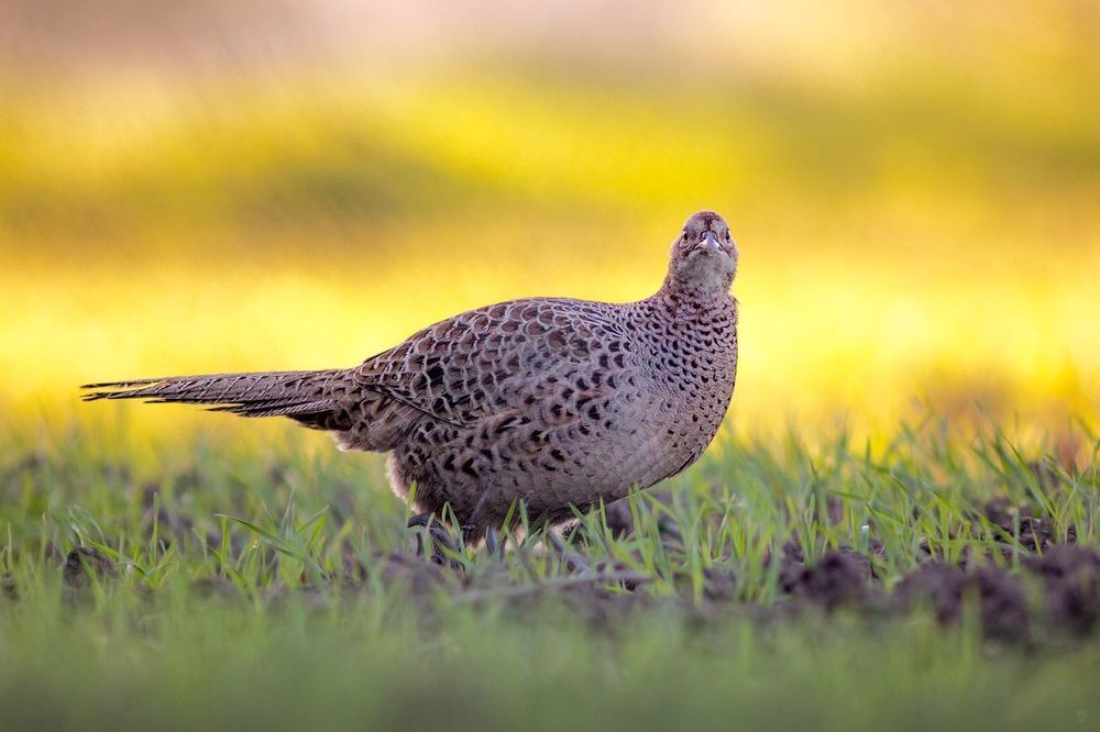 Hen II