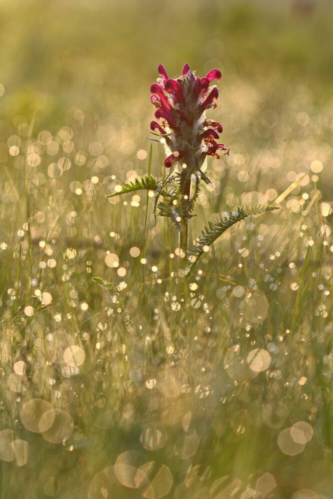 Мытник мохнатоколосый - Pedicularis dasystachys