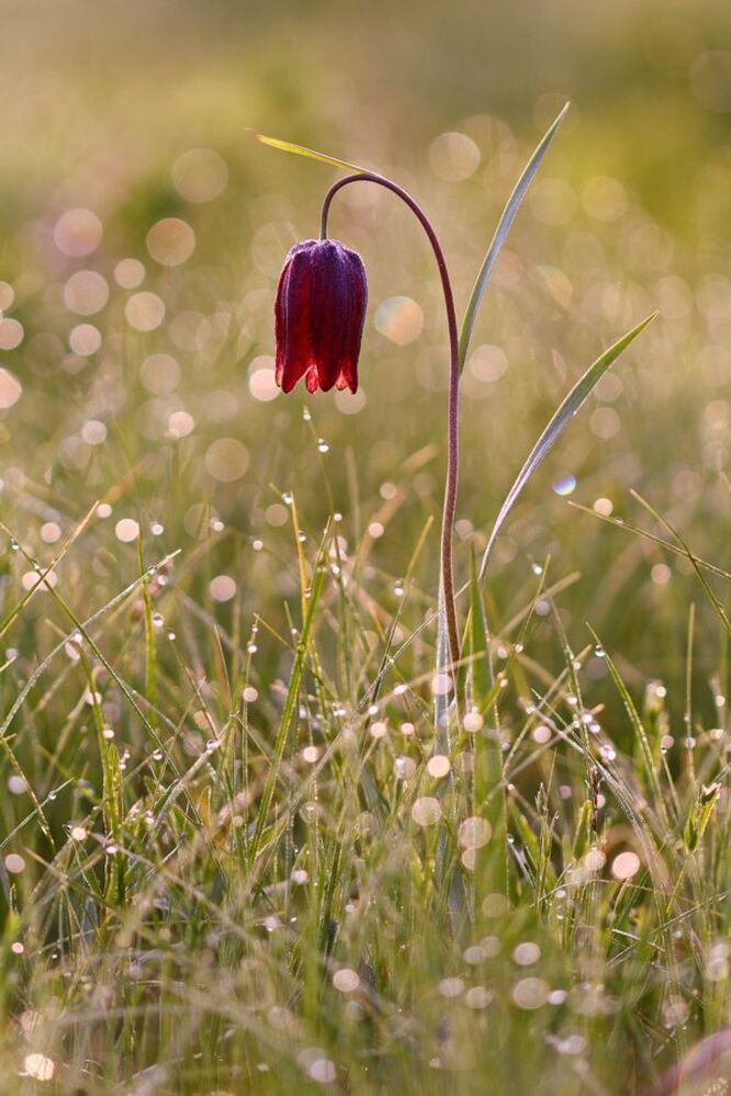 Рябчик шахматовидный - Fritillaria meleagroides