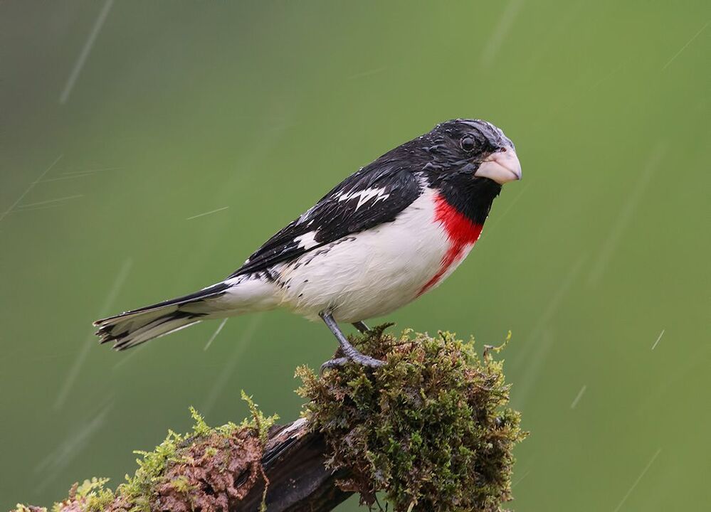 Красногрудый дубоносовый кардинал - Rose-breasted Grosbeak