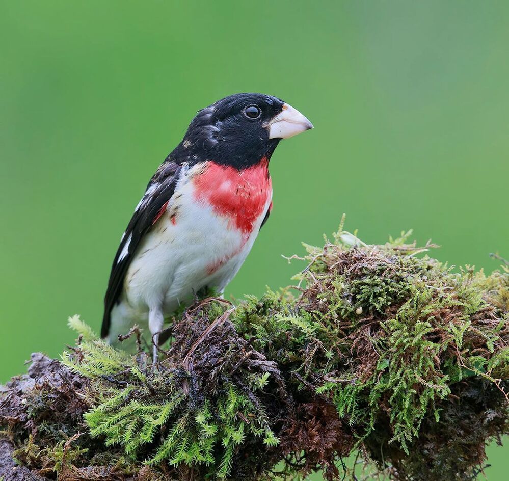 Красногрудый дубоносовый кардинал - Rose-breasted Grosbeak