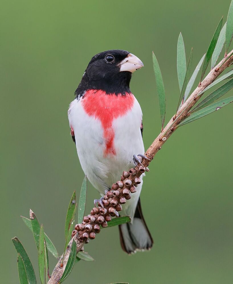 Красногрудый дубоносовый кардинал - Rose-breasted Grosbeak