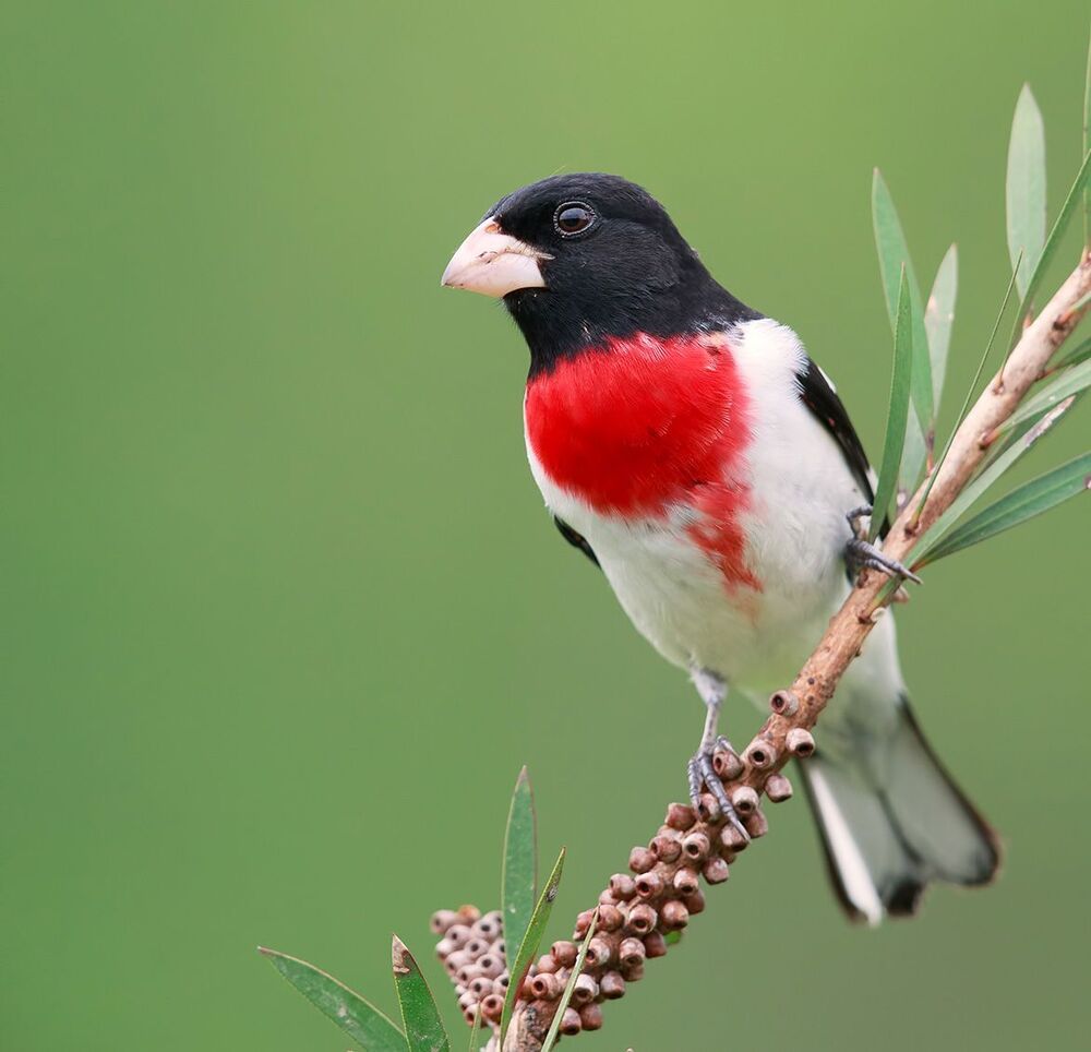 Красногрудый дубоносовый кардинал - Rose-breasted Grosbeak