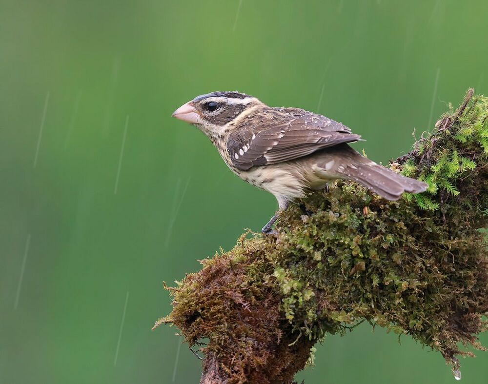 Красногрудый дубоносовый кардинал - Rose-breasted Grosbeak