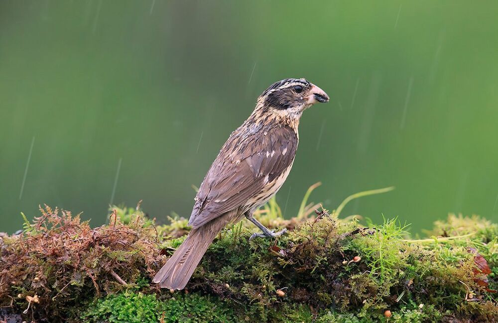 Красногрудый дубоносовый кардинал - Rose-breasted Grosbeak
