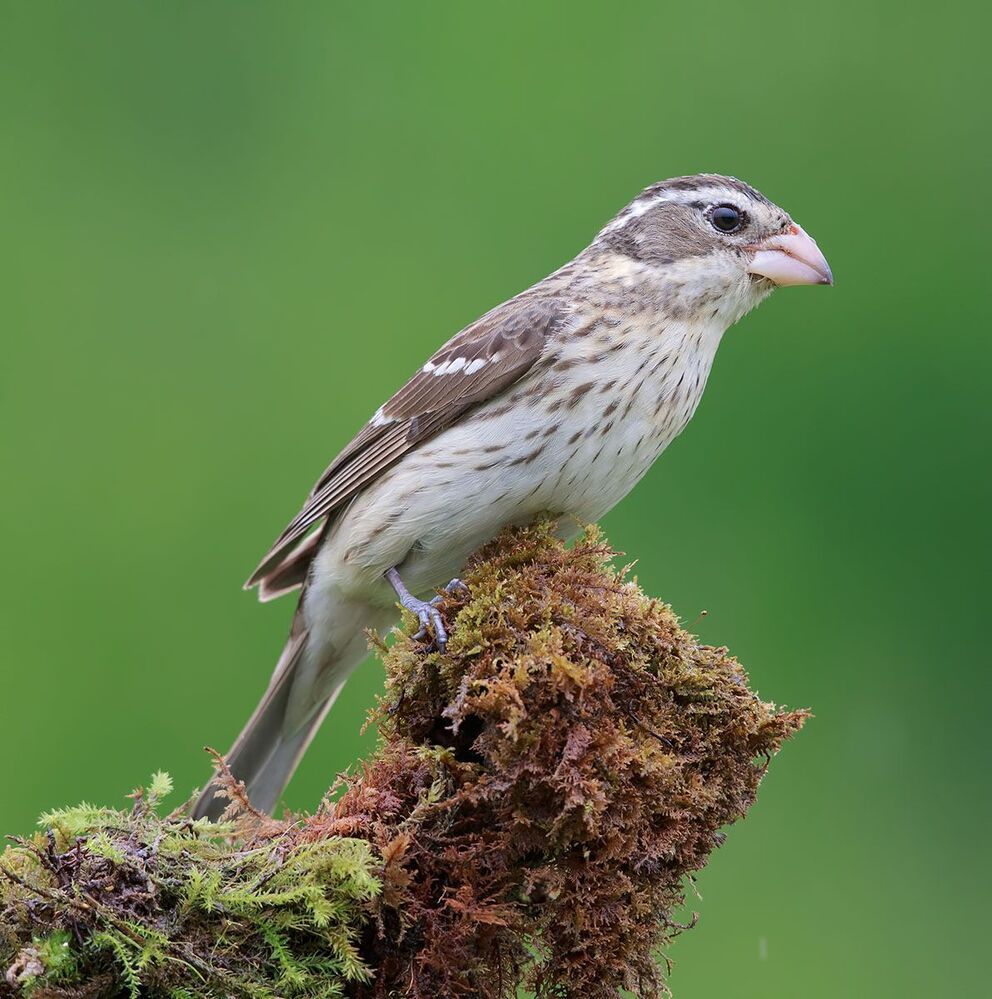 Красногрудый дубоносовый кардинал - Rose-breasted Grosbeak