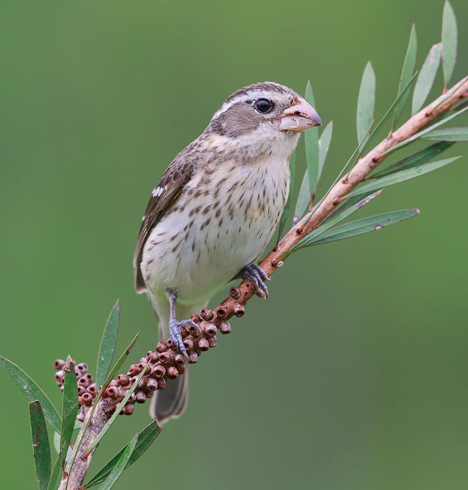 Красногрудый дубоносовый кардинал - Rose-breasted Grosbeak