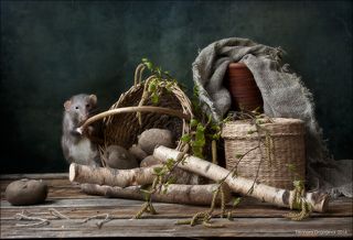 Похоже, пора сажать картошку