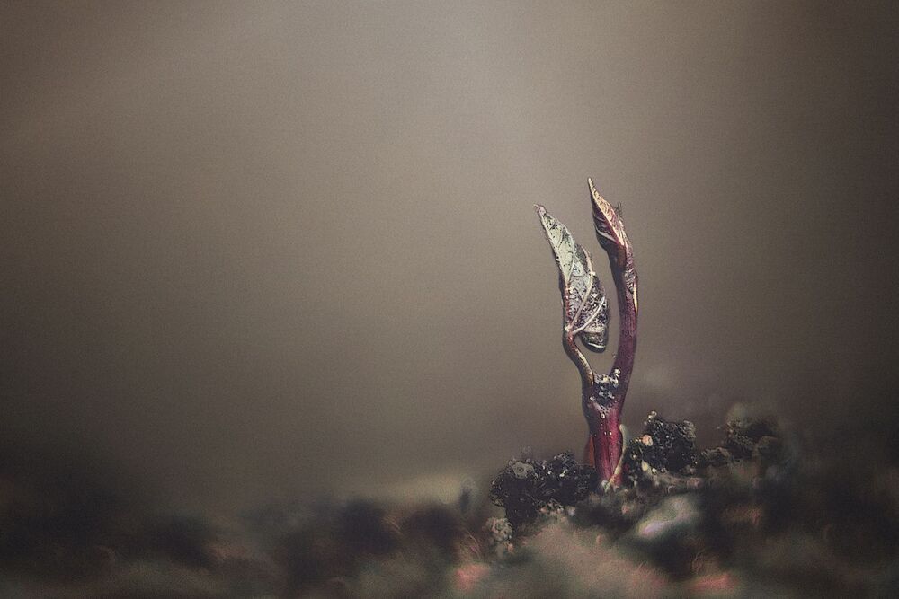 Photo 910811