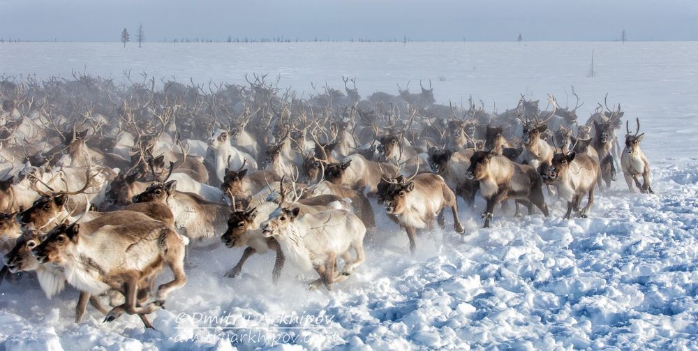 Из жизни оленеводов