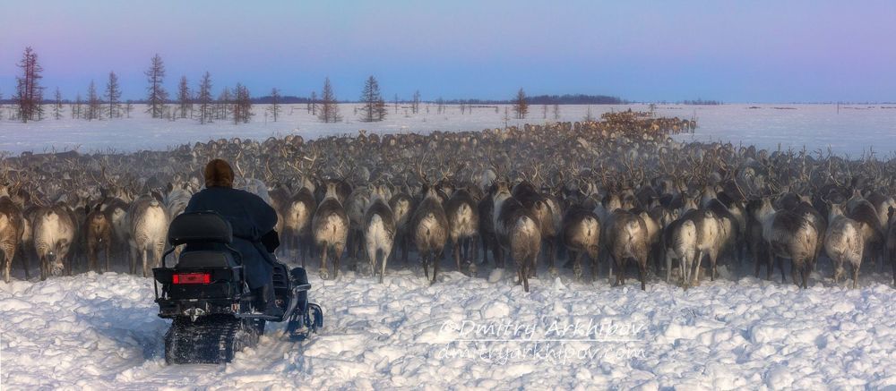 Из жизни оленеводов