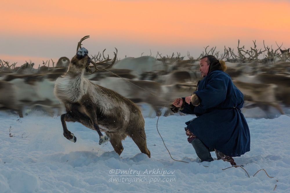 Из жизни оленеводов
