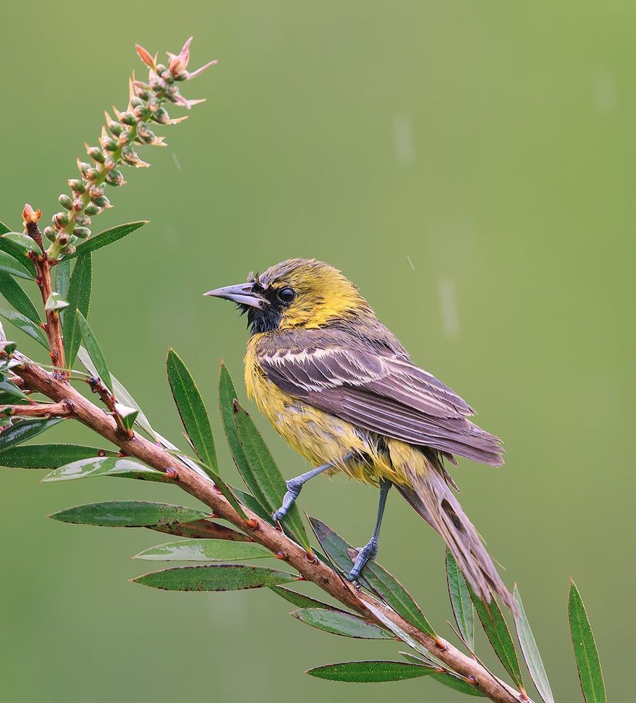 Oriole. Балтиморская иволга или Балтиморский цветной трупиал.