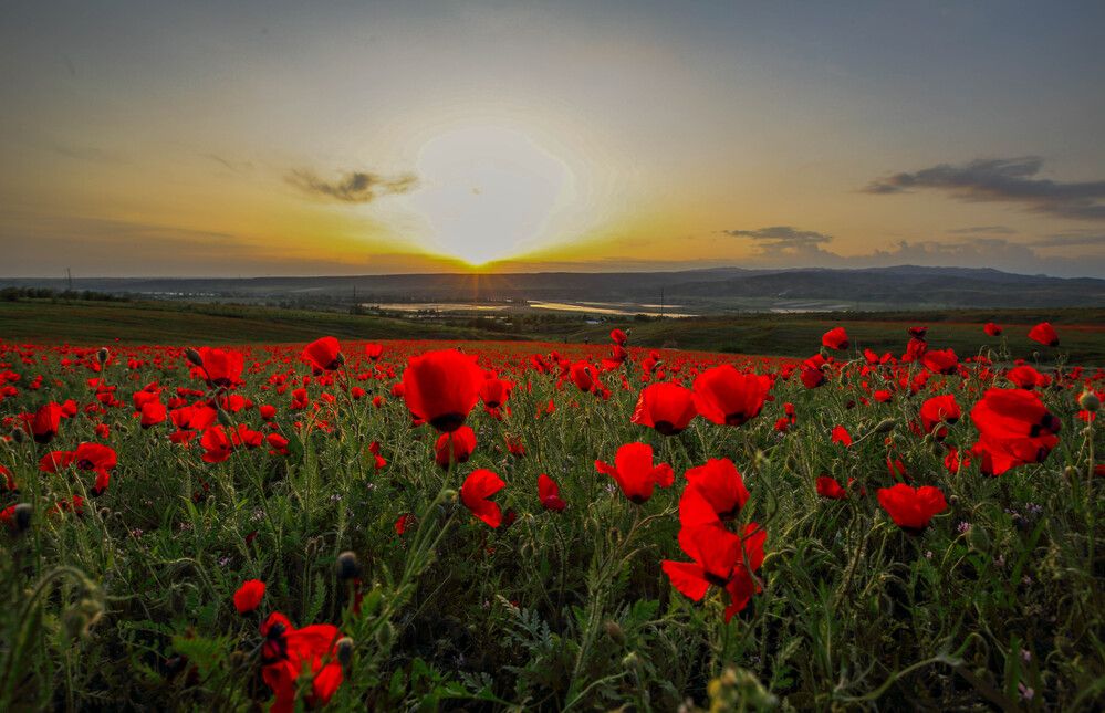 Papaver somniferum