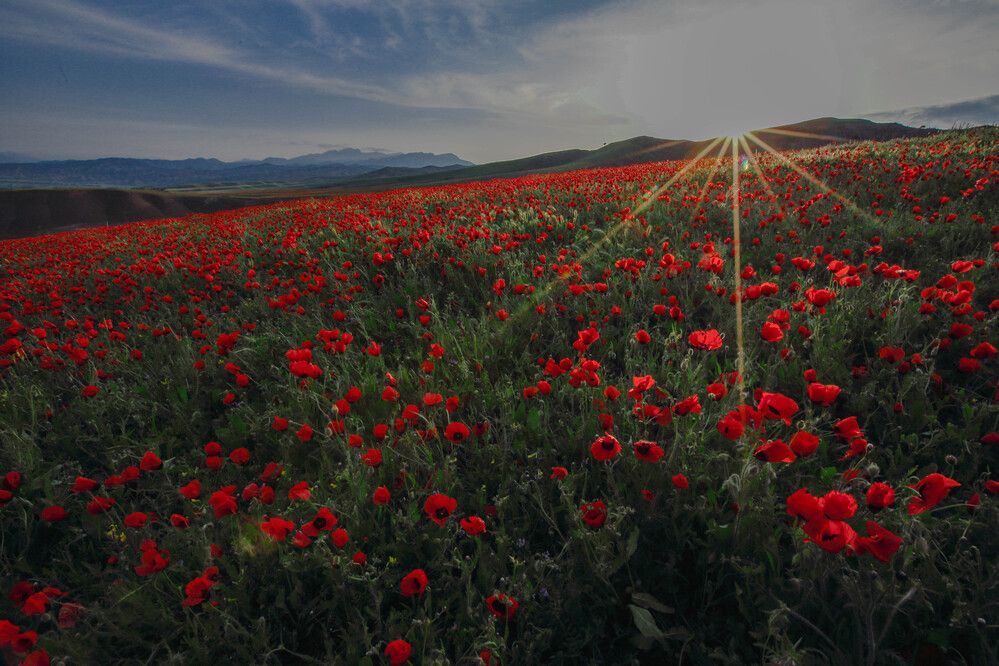 Papaver somniferum