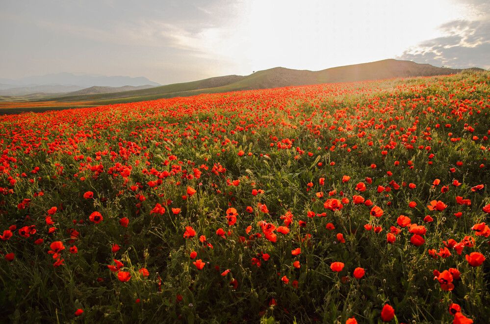 Papaver somniferum