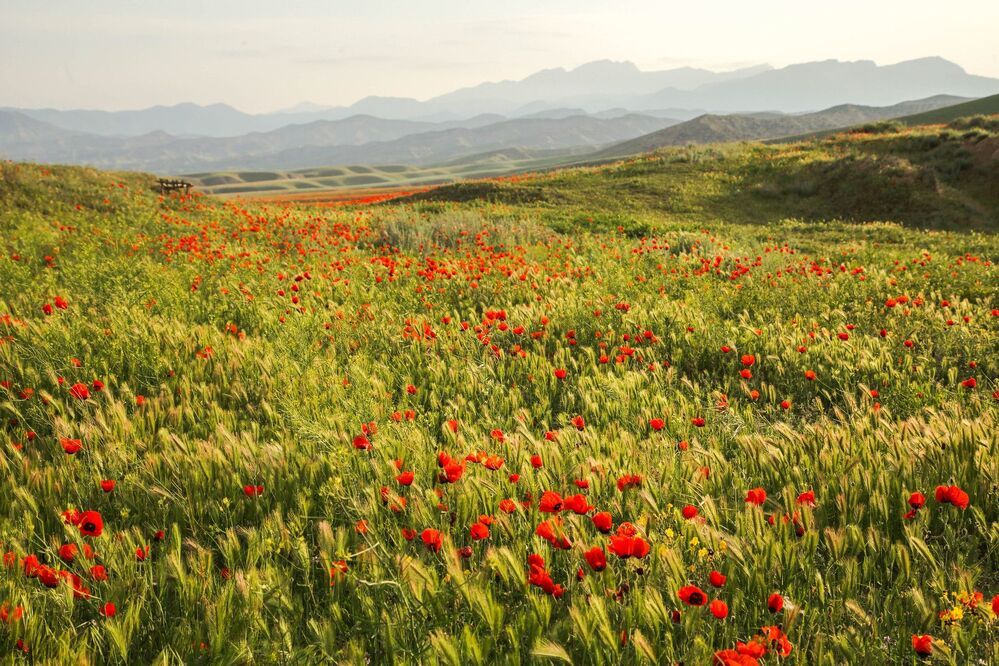 Papaver somniferum