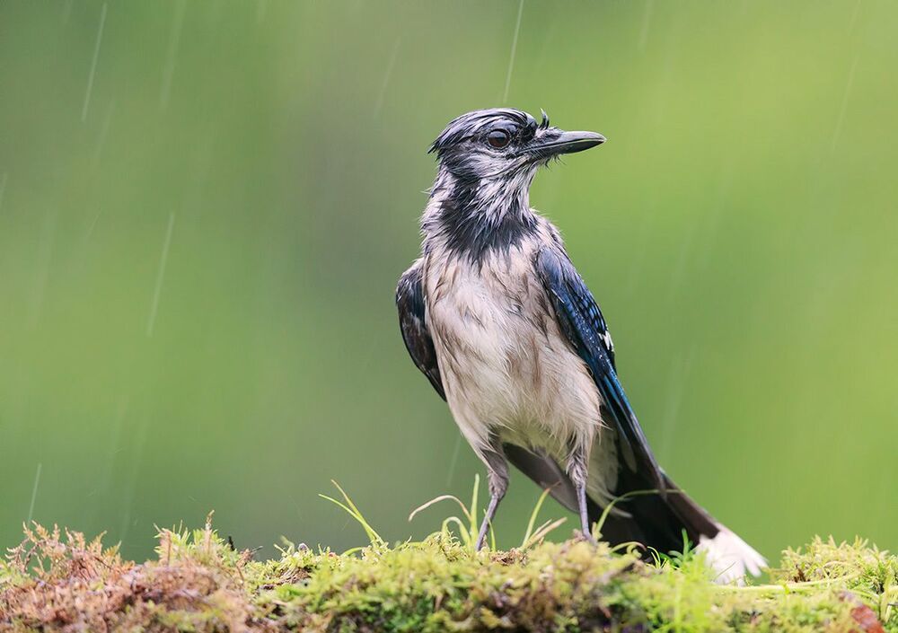 Голубая сойка - Blue Jay